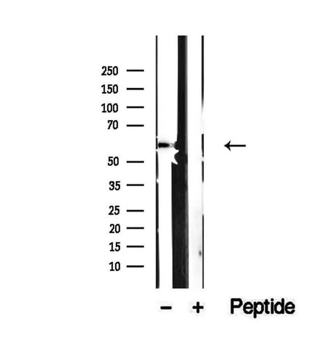 SRP54 Antibody in Western Blot (WB)