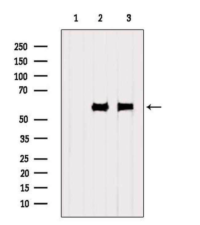 SRP54 Antibody in Western Blot (WB)