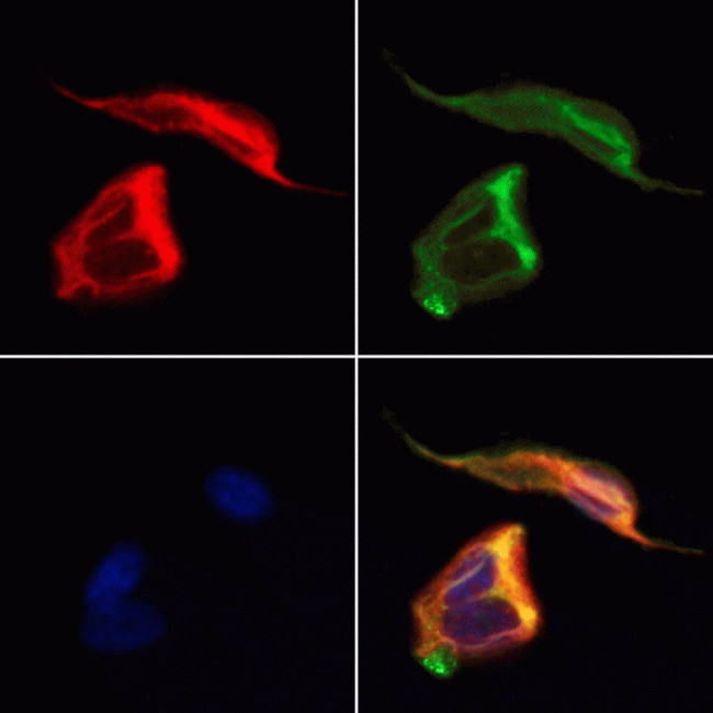 CRMP5 Antibody in Immunocytochemistry (ICC/IF)