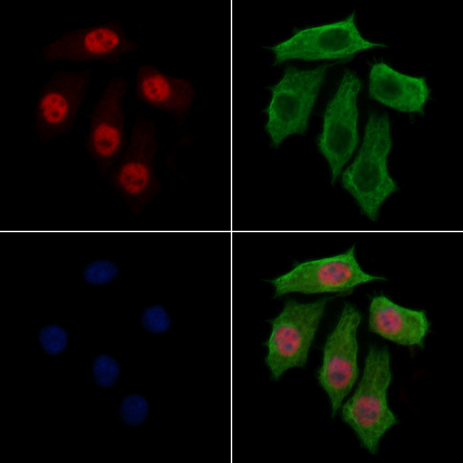 HTATSF1 Antibody in Immunocytochemistry (ICC/IF)