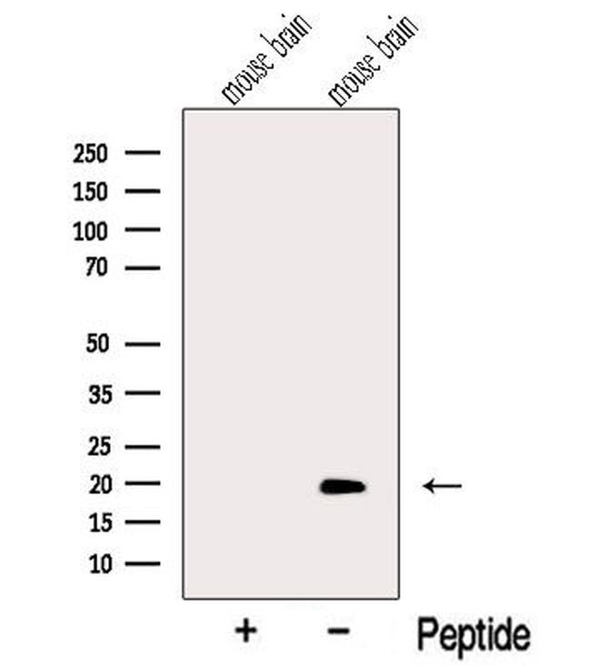 MTFP1 Antibody in Western Blot (WB)