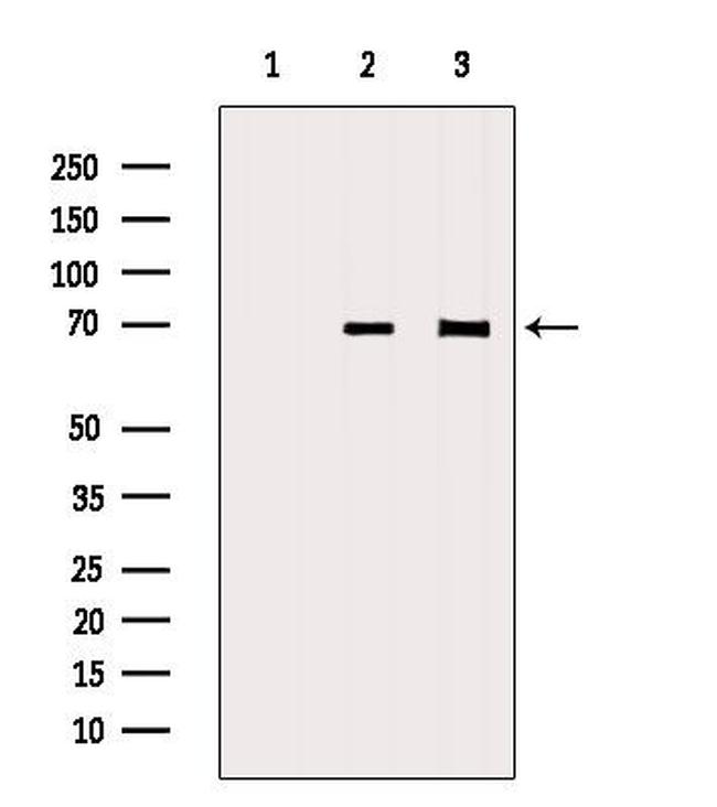 SLC5A5 Antibody in Western Blot (WB)