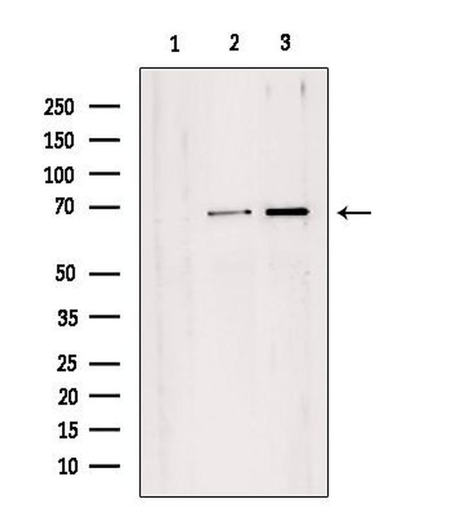 TAF1B Antibody in Western Blot (WB)