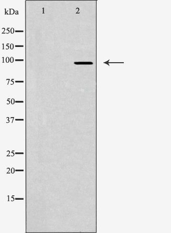 JAKMIP2 Antibody in Western Blot (WB)