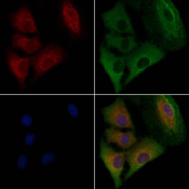 COX5A Antibody in Immunocytochemistry (ICC/IF)