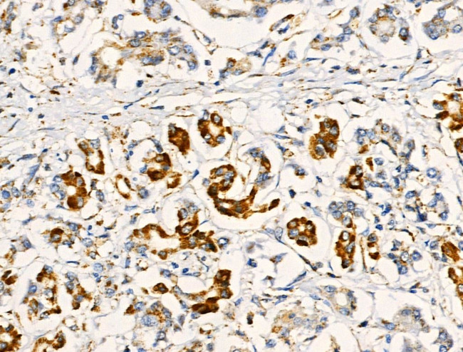 COX5A Antibody in Immunohistochemistry (Paraffin) (IHC (P))