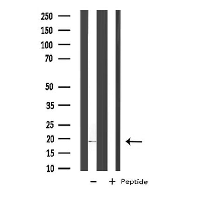 COX5A Antibody in Western Blot (WB)