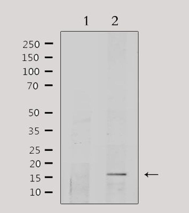 COX5A Antibody in Western Blot (WB)