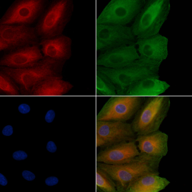 NKp30 Antibody in Immunocytochemistry (ICC/IF)