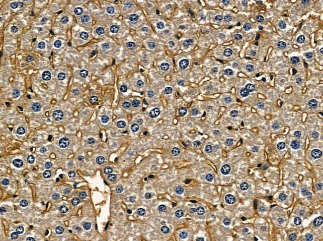 NKp30 Antibody in Immunohistochemistry (Paraffin) (IHC (P))