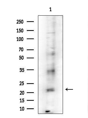 PRSS33 Antibody in Western Blot (WB)