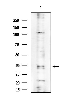 PRSS33 Antibody in Western Blot (WB)