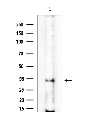 PRSS33 Antibody in Western Blot (WB)