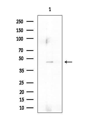 SIRP gamma Antibody in Western Blot (WB)