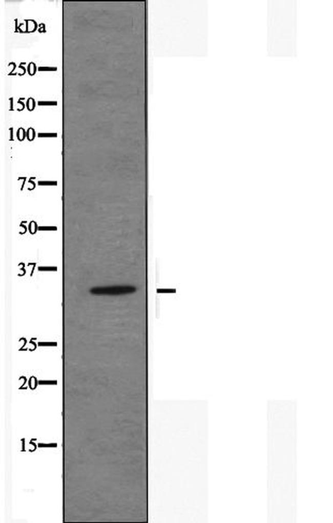 PSGR Antibody in Western Blot (WB)