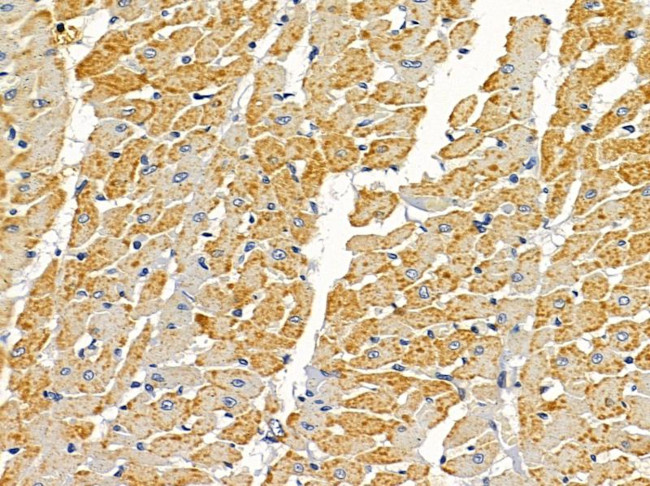 OR2AG1/OR2AG2 Antibody in Immunohistochemistry (Paraffin) (IHC (P))