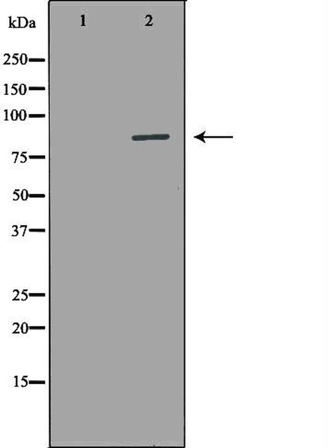 AOC3 Antibody in Western Blot (WB)