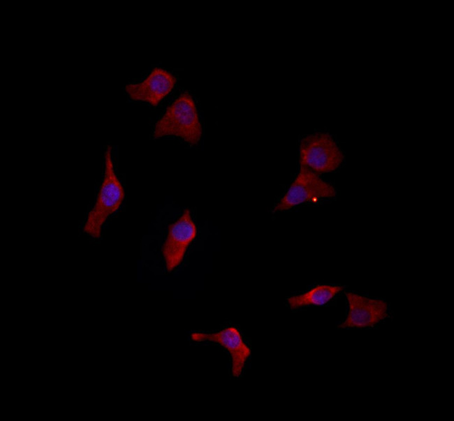 LETMD1 Antibody in Immunocytochemistry (ICC/IF)