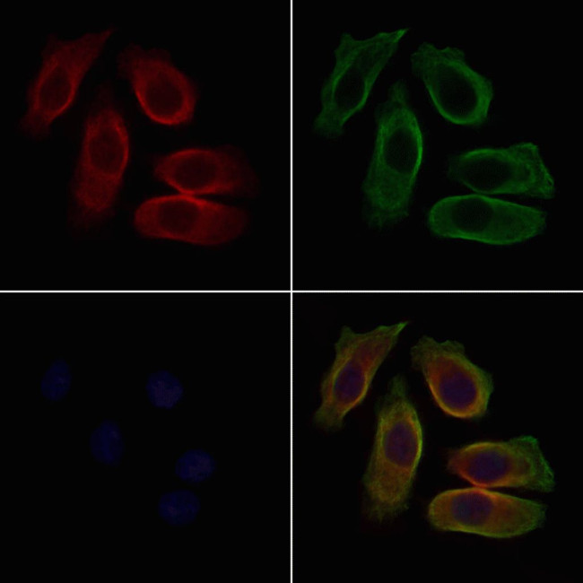 Urotensin II Receptor Antibody in Immunocytochemistry (ICC/IF)