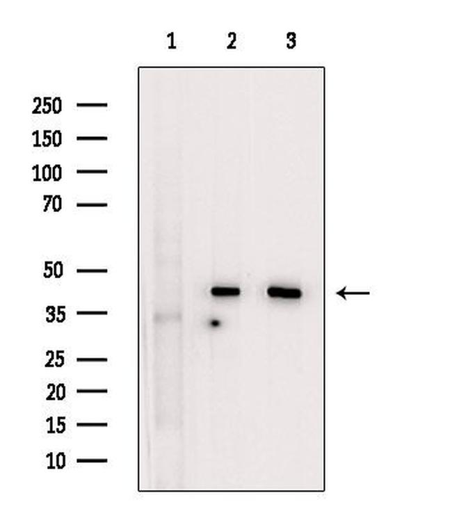 UROD Antibody in Western Blot (WB)