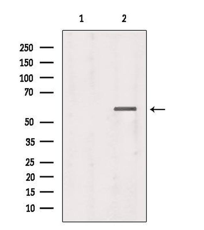 T-bet Antibody in Western Blot (WB)