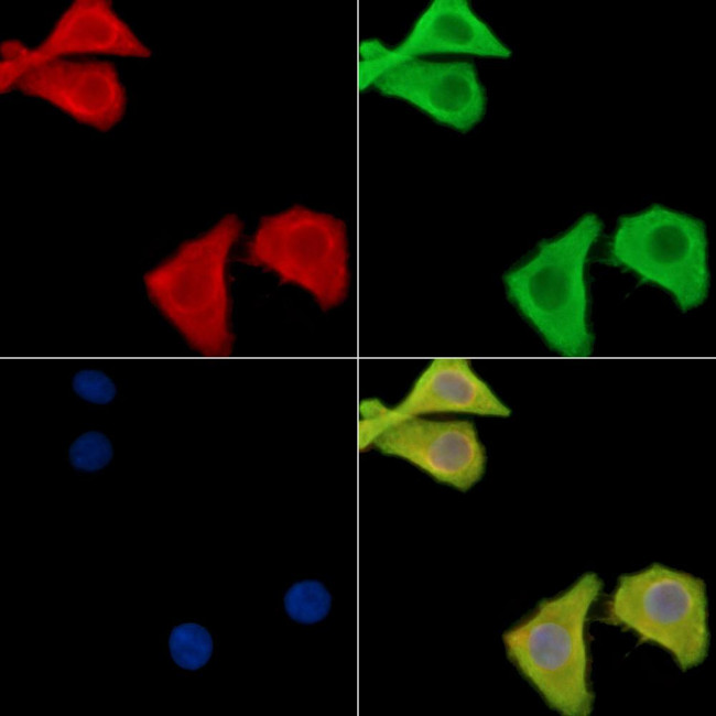 Galectin 4 Antibody in Immunocytochemistry (ICC/IF)