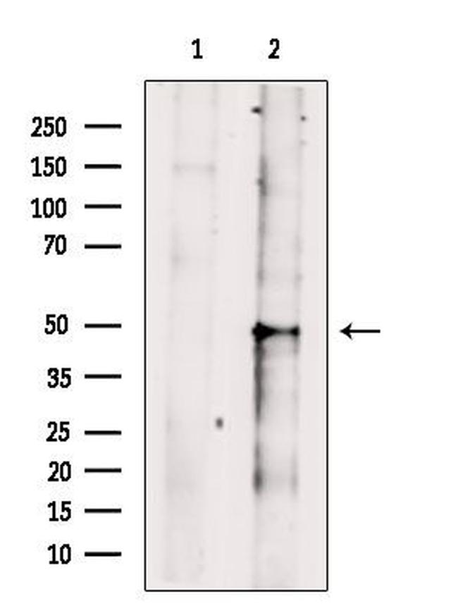 BAF53B Antibody in Western Blot (WB)