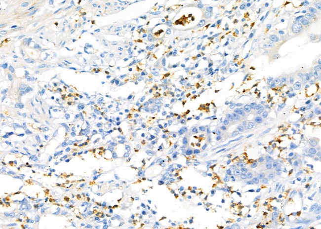 RAB19 Antibody in Immunohistochemistry (Paraffin) (IHC (P))