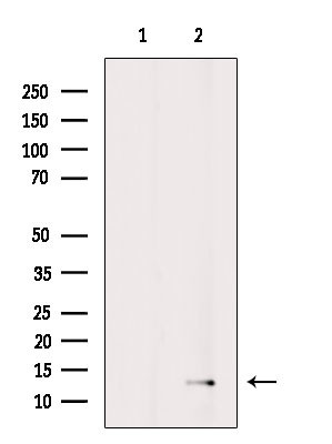 CCL27 Antibody in Western Blot (WB)