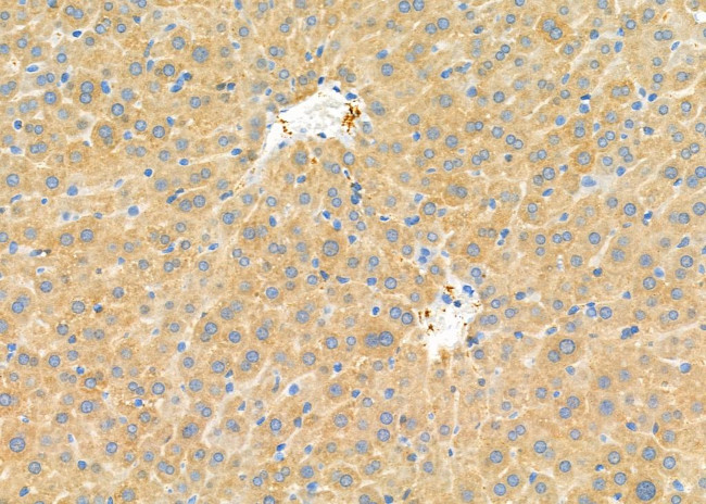 TRAPPC1 Antibody in Immunohistochemistry (Paraffin) (IHC (P))