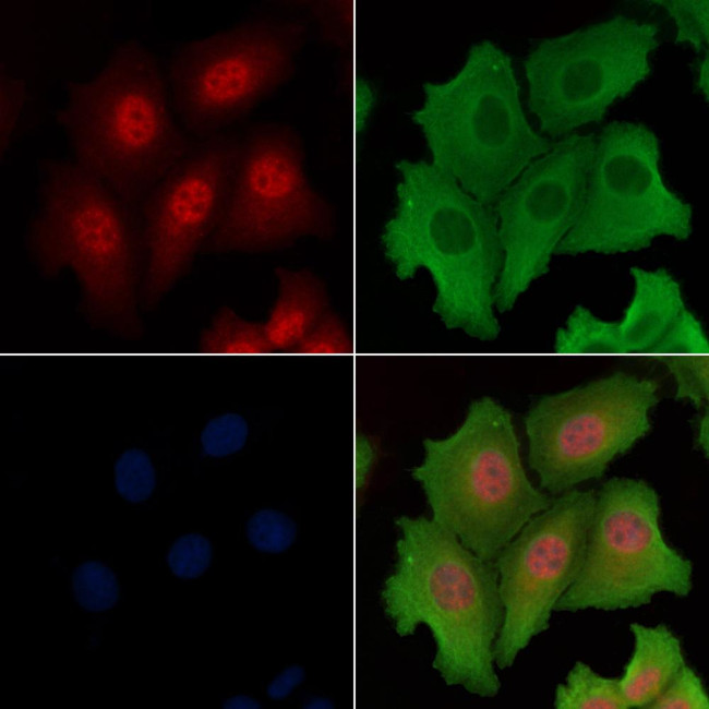 GANP Antibody in Immunocytochemistry (ICC/IF)