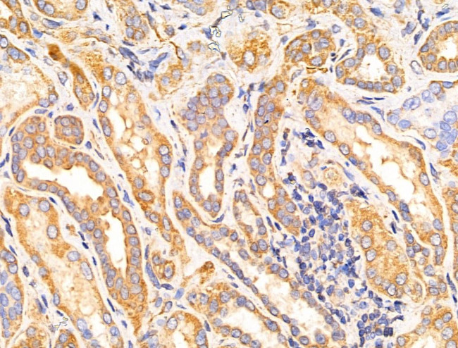 GANP Antibody in Immunohistochemistry (Paraffin) (IHC (P))