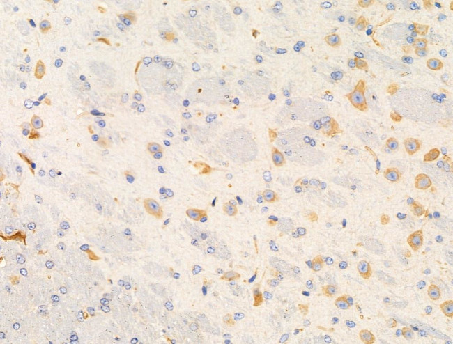 GANP Antibody in Immunohistochemistry (Paraffin) (IHC (P))