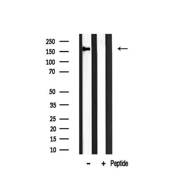 GANP Antibody in Western Blot (WB)