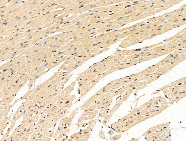 MCM5 Antibody in Immunohistochemistry (Paraffin) (IHC (P))