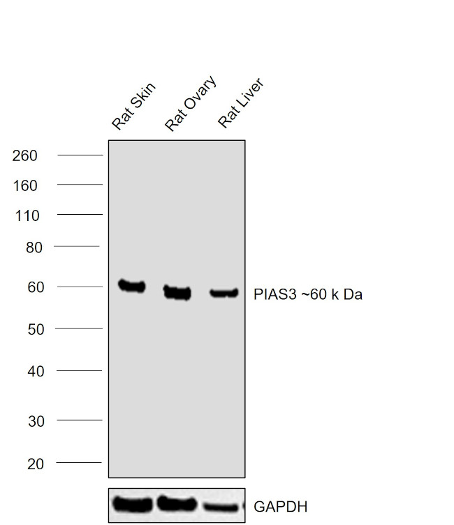 PIAS3 Antibody in Western Blot (WB)