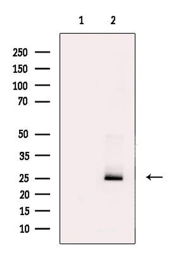 LIGHT Antibody in Western Blot (WB)