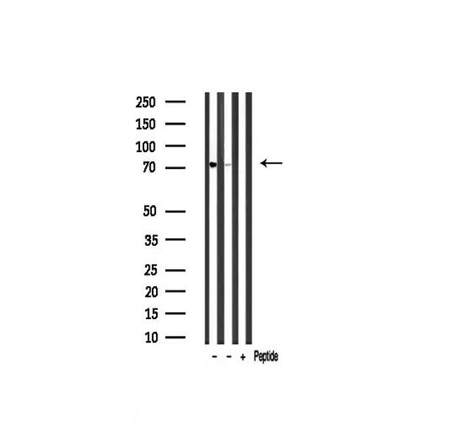 AKAP8 Antibody in Western Blot (WB)