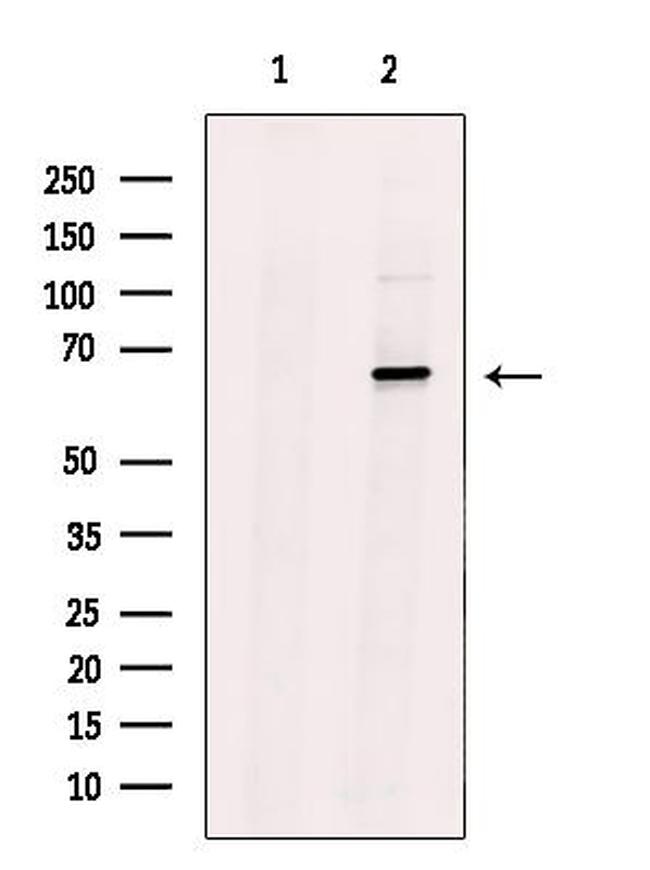 TRIM16 Antibody in Western Blot (WB)