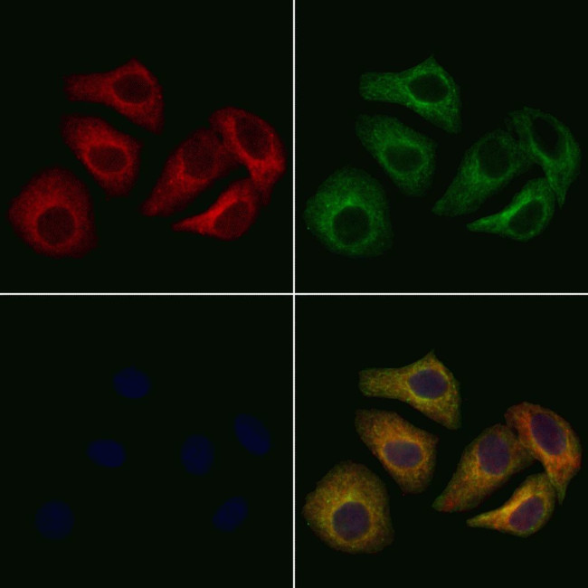 COX19 Antibody in Immunocytochemistry (ICC/IF)