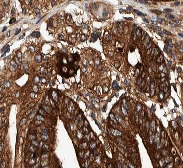 COX19 Antibody in Immunohistochemistry (Paraffin) (IHC (P))