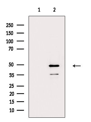 POFUT2 Antibody in Western Blot (WB)