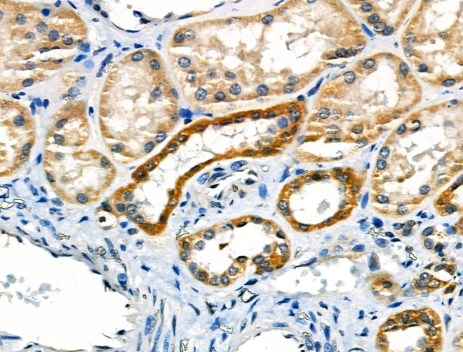 COX17 Antibody in Immunohistochemistry (Paraffin) (IHC (P))