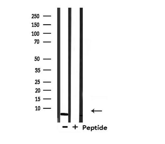 COX17 Antibody in Western Blot (WB)