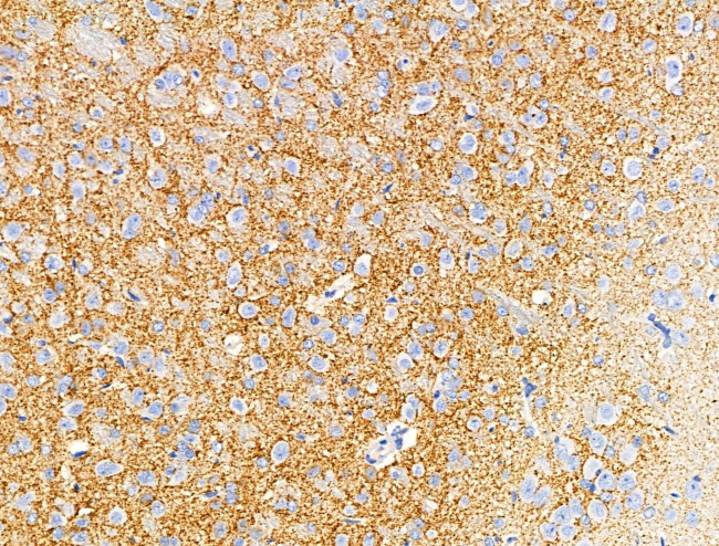 GAD65/GAD67 Antibody in Immunohistochemistry (Paraffin) (IHC (P))