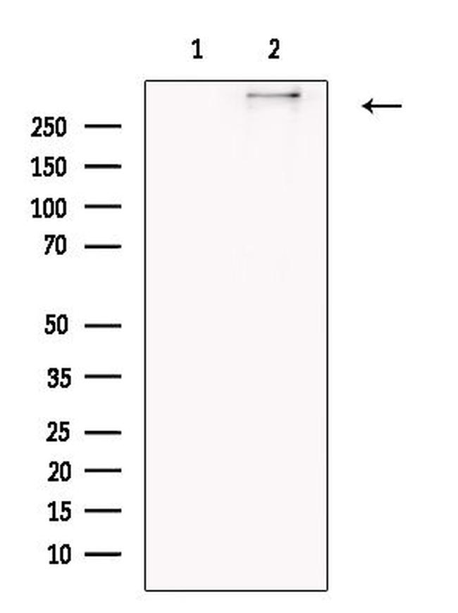 COL12A1 Antibody in Western Blot (WB)