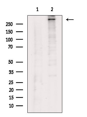 COL12A1 Antibody in Western Blot (WB)