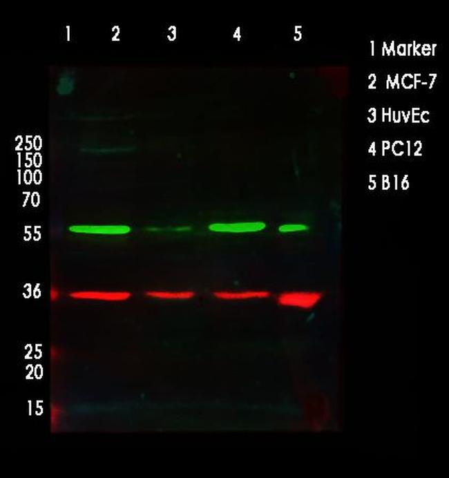 AKT Pan Antibody in Western Blot (WB)