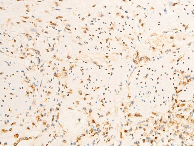 Phospho-JAK1 (Tyr1034) Antibody in Immunohistochemistry (Paraffin) (IHC (P))