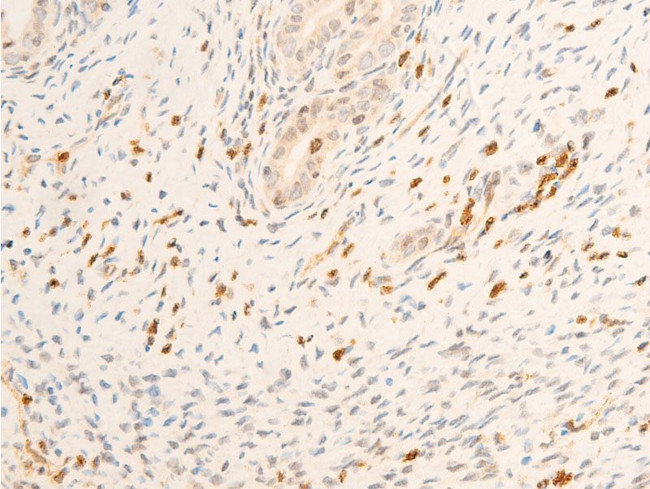 Phospho-JAK1 (Tyr1034) Antibody in Immunohistochemistry (Paraffin) (IHC (P))